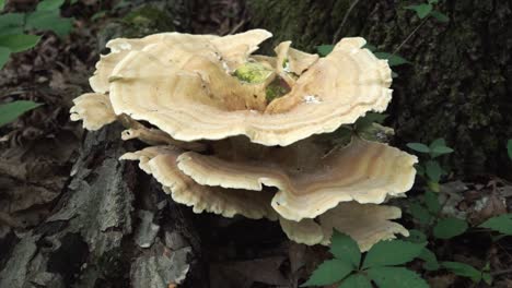 dolly in of a berkeley's polypore mushroom growing on the bottom of a tree