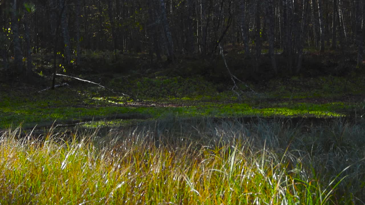 Rural lake or pond with dark water that is reflective and is covered by plants and moss in a dark and spooky forest during autumn time while sun is shining and reflecting on the tall grass in front.