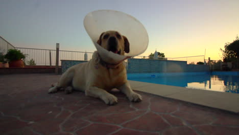 dog recovering after vets treatment, by the pool with a elizabethan collar