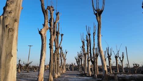 Aerial-pull-out-shot,-drone-fly-in-between-two-rows-of-dead-trees,-killed-by-the-influx-of-salt-water,-in-Villa-Epecuen,-now-an-uninhabitable-ghost-town,-Buenos-Aires