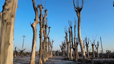 aerial pull out shot, drone fly in between two rows of dead trees, killed by the influx of salt water, in villa epecuen, now an uninhabitable ghost town, buenos aires