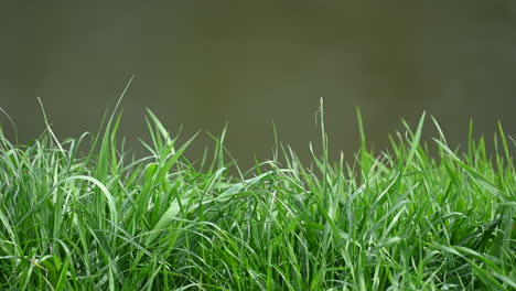 Gras-Und-Fluss-Abstrakter-Hintergrund-Frühling-Und-Wind-In-Europa