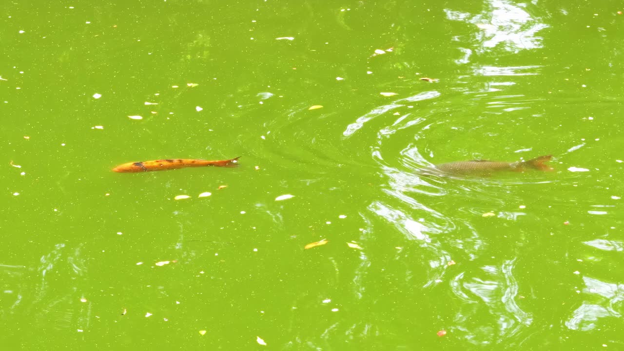 녹색 연못 환경에서 수영하는 물고기