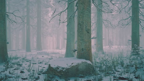 snow covered forest scene with tall trees in winter