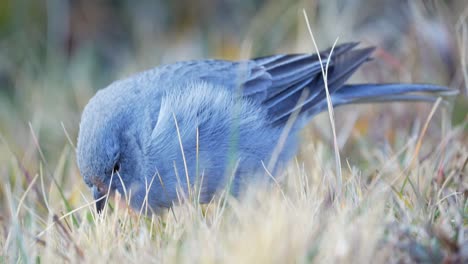 close-up view of a plumbeous sierra-finch feeding on seeds