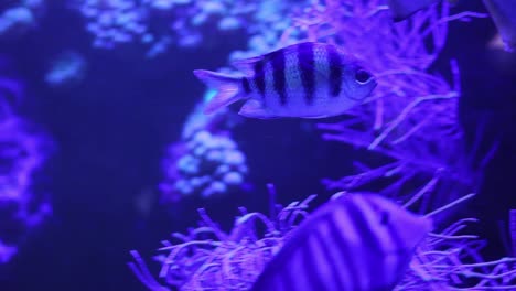 beautiful blue fish in aquarium