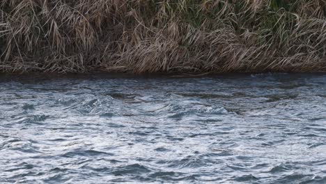 duck performing diving and swimming actions