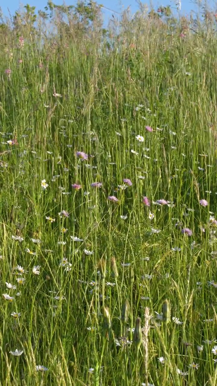 Inquadratura ampia statica di margherite in fiore e fiori di campo che ondeggiano in un rigoglioso prato verde estivo.