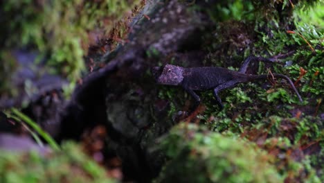 vu regardant droit vers la caméra dans la crevasse du rocher alors qu'il bouge sa tête, brown pricklenape acanthosaura lepidogaster, parc national de khao yai