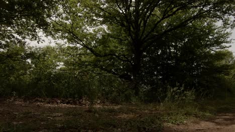 Shot-of-a-boy-cycling-a-white-mountain-bike-in-blue-sports-dress-on-a-dirt-road-in-the-shade-of-a-forest