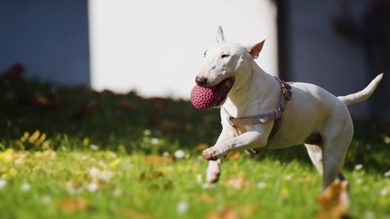 A white miniature bull terrier running on the green lawn, holding a pink rubber ball in her teeth