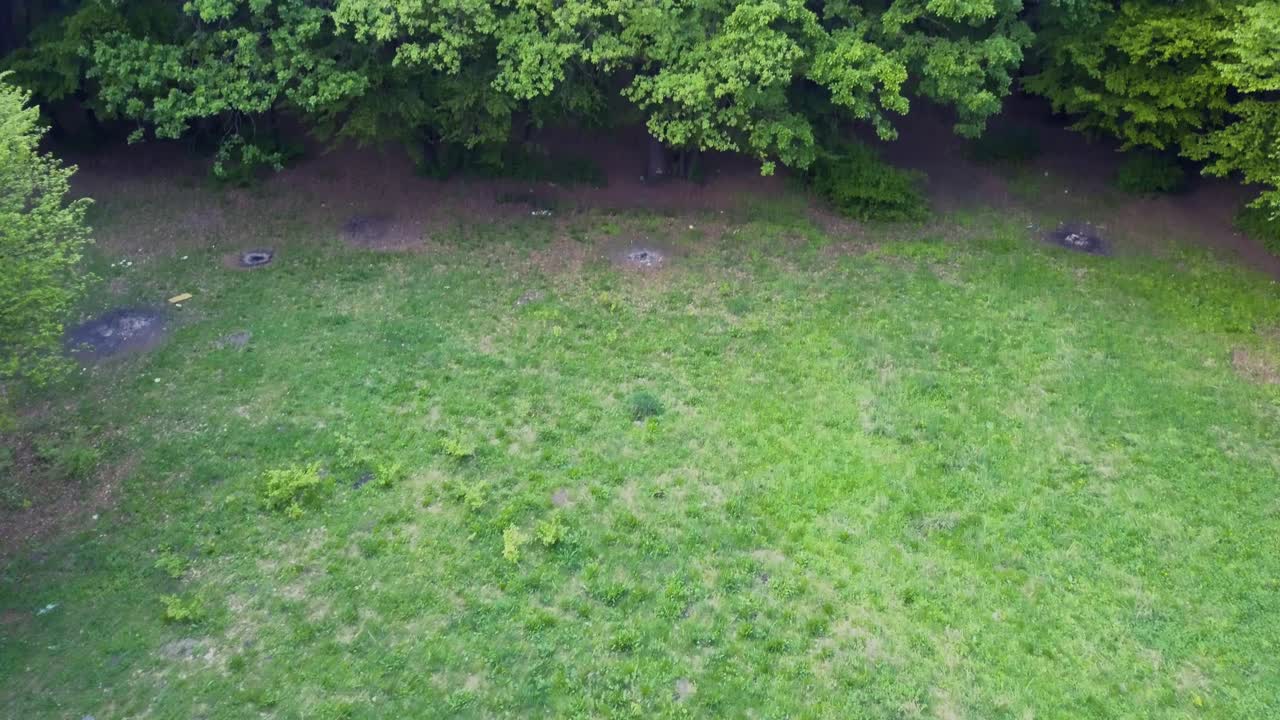 숲에 풀이 있는 숲과 나무의 개간