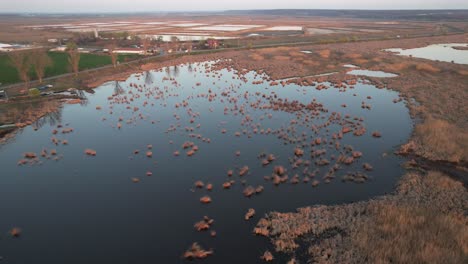 Puesta-De-Sol-Sobre-Un-Sereno-Delta-Con-Parches-De-Juncos-Que-Se-Reflejan-En-Aguas-Tranquilas