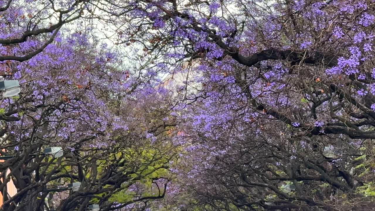 Purple Jacaranda Blossoms in a City Street