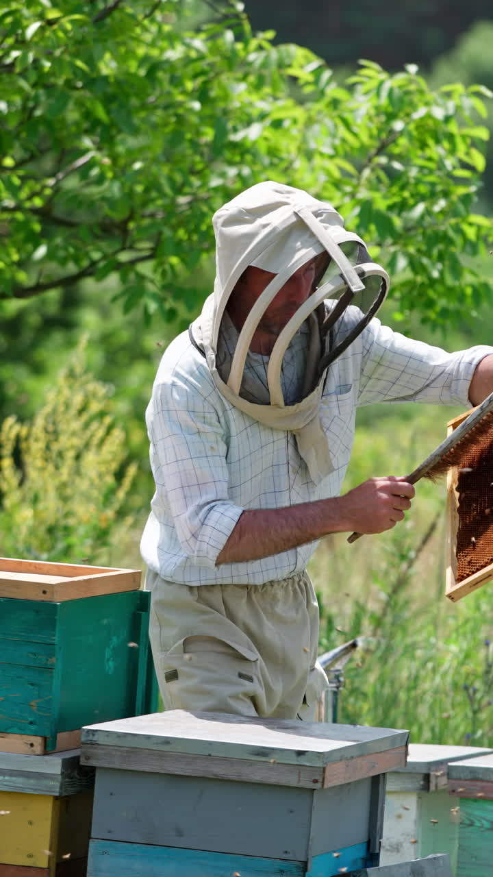Rural apiary with wooden hives in the nature backdrop. Male beekeeper shakes off the bees from frame and puts it into hive. Vertical video