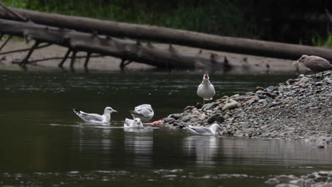 seagulls eating fish scraps left by grizzly bears on shore of atnarko river