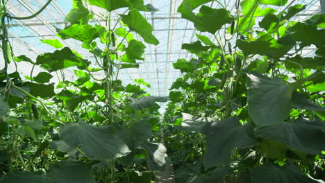 panorama of a large greenhouse with cucumbers