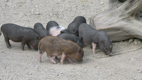 close up of cute piglets family foraging for food in soil ground at farm