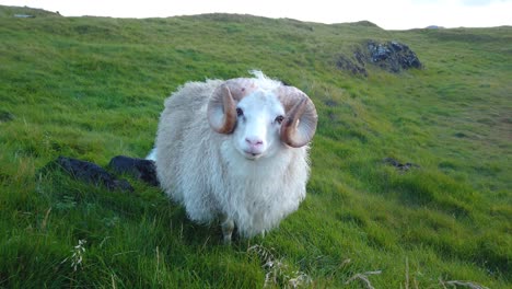 white icelandic sheep chewing on grass watching straight into the camera with a lush green meadow on the mountain slope