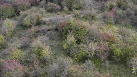 European-bison-group-walking-through-a-bushy-field,aerial,Czechia