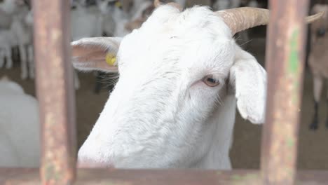 very close closeup of a white goat