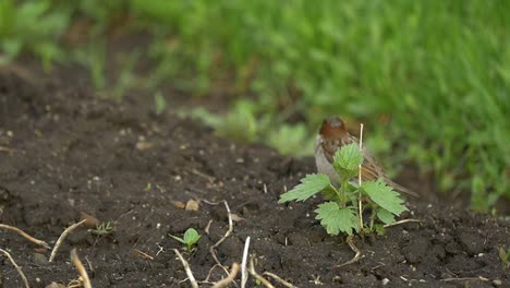 sparrow in a garden