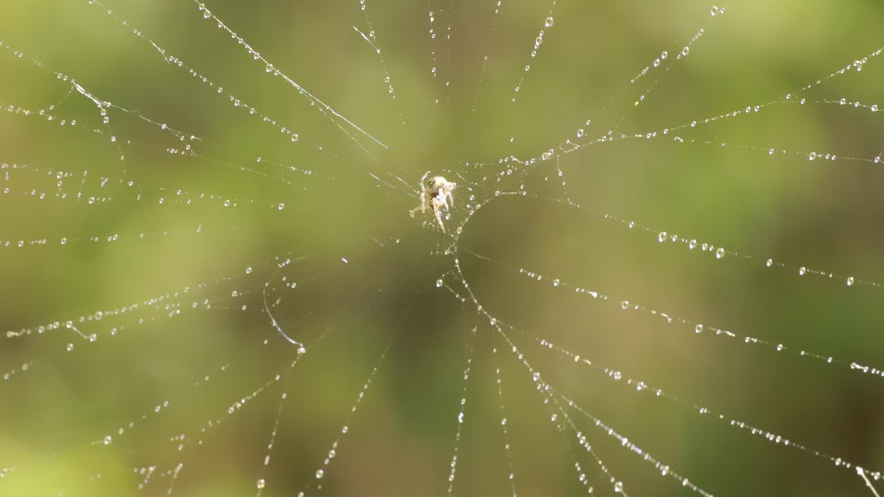 araña en la red cubierta de rocío
