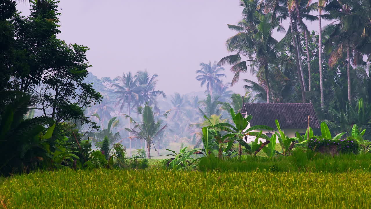 Campo agricolo con capanna del villaggio nella giungla di palme a Bali.