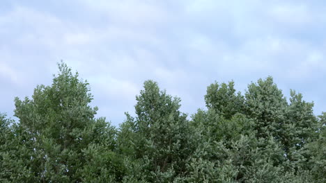 green woods swaying on the gentle breeze in rozewie village, poland