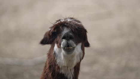 Cerca-De-Alpaca-Masticando-Hierba