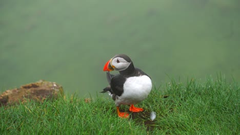 puffin preens wings on grassy fog filled cliff edge pecking their feathers, frontal telephoto view