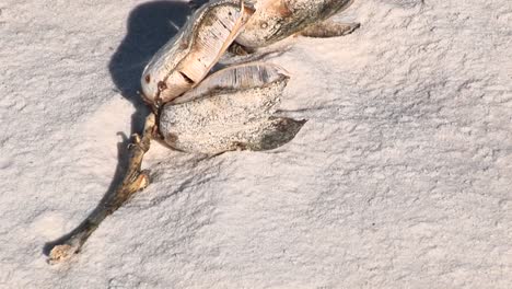 panup of a yucca seed pod in white sands national monument in new mexico