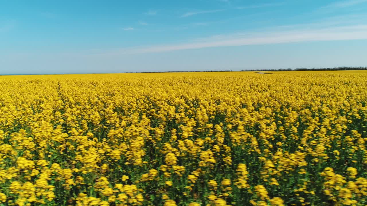 un vasto campo de flores amarillas en flor
