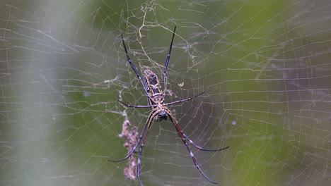 Una-Araña-De-Telaraña-Dorada-Rodeada-De-Su-Propia-Telaraña-Para-Atrapar-Más-Insectos---Cerrar