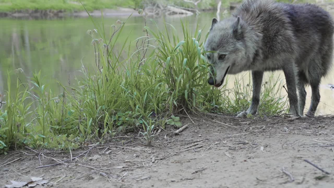 A gray wolf sniffs and explores the dirt near a riverbank, showcasing alert behavior and natural curiosity in its forest environment.