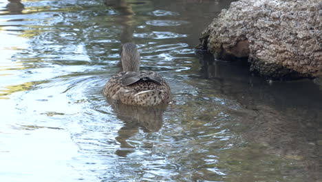 Wunderschöne-Szenerie-Einer-Ente,-Die-Auf-Der-Wasseroberfläche-Schwimmt-Und-Nach-Nahrung-Sucht-–-Nahaufnahme