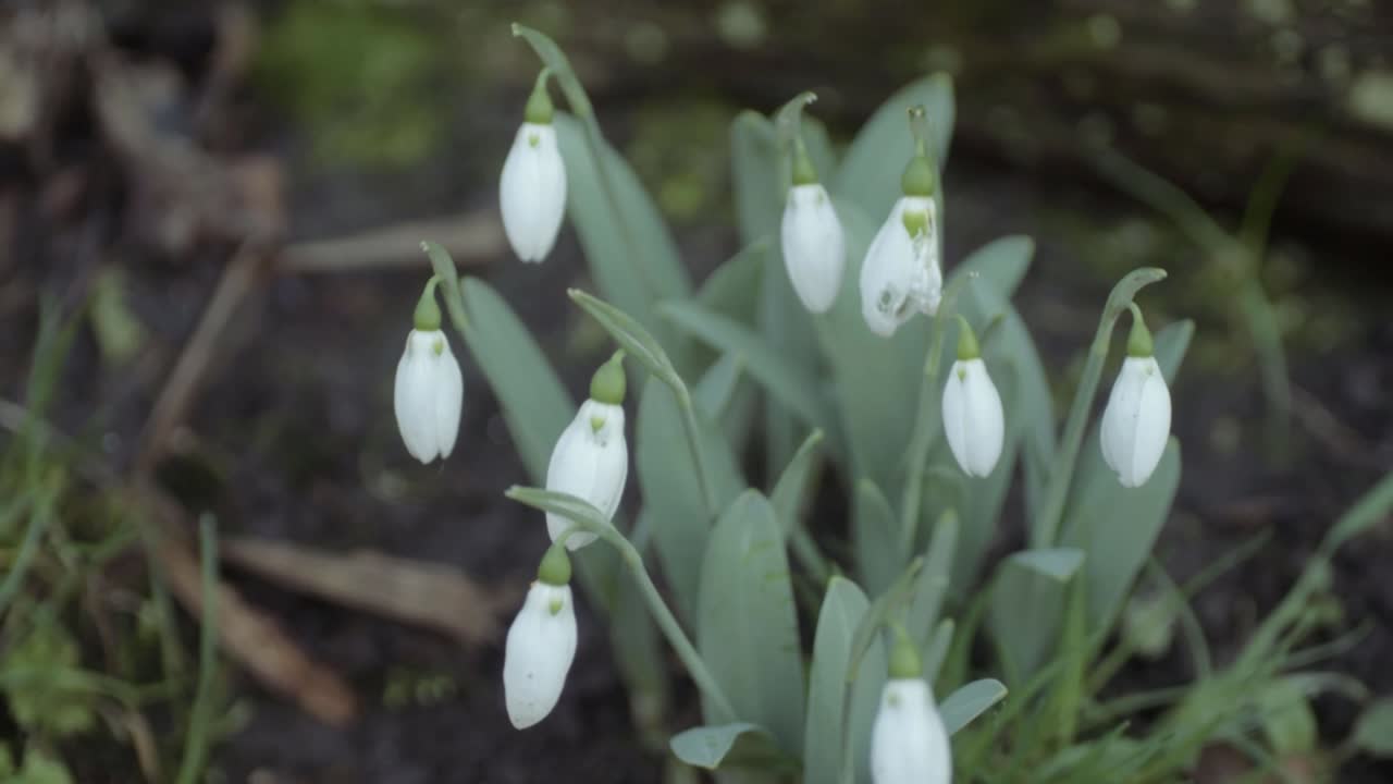 Group of snowdrop flowers signal end of winter panning