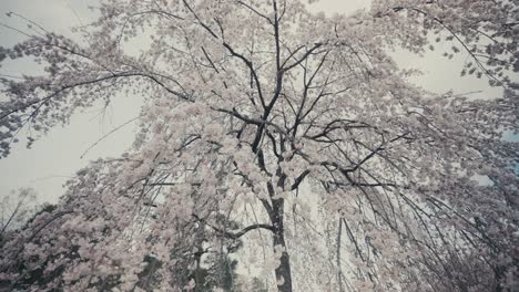 cherry blossoms blooming on springtime in kyoto, japan