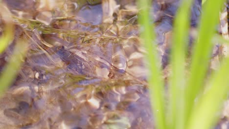 Closeup-shot-of-the-clear-water-of-a-steam-in-the-countryside,-bright-sunny-day