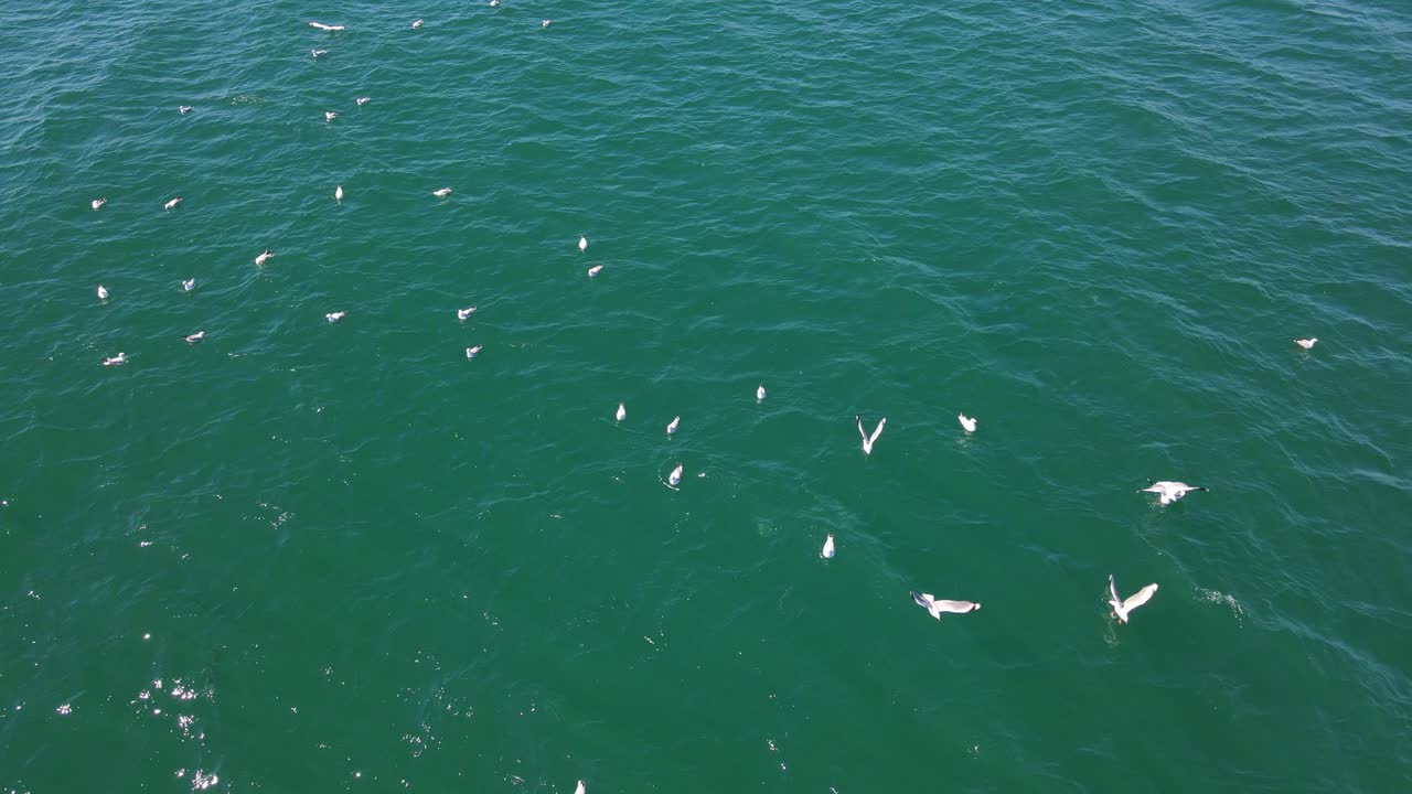 havfugl, der fanger tunfisk i havet - kysten af queensland, australien