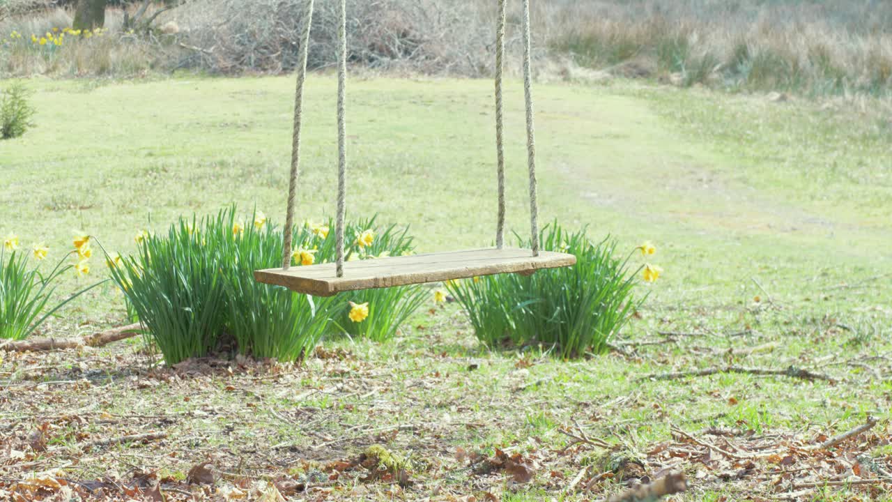 Empty Wooden Swing Gently Swaying Surrounded by Yellow Spring Daffodils