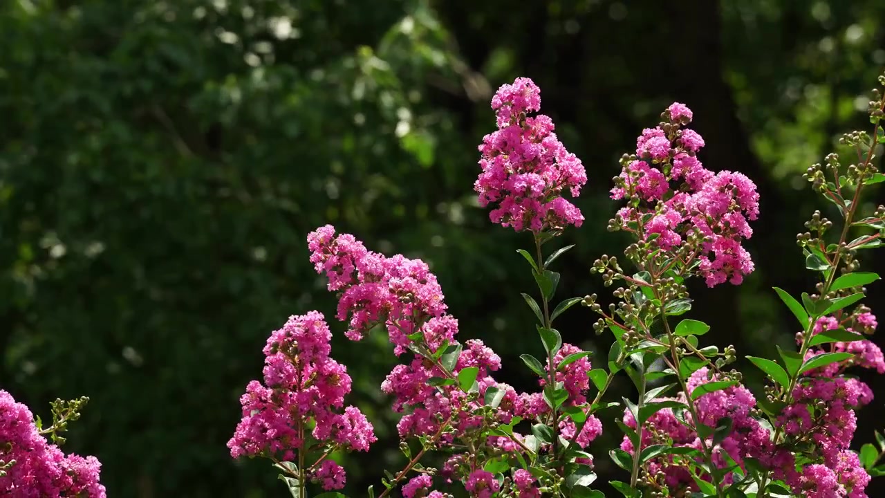 Sunlit Pink Crape Myrtle Blooms and Buds with Blurred Green Background (4K)