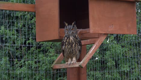 static shot of a resting eurasian eagle owl during the day at castle view open farm of laois county, ireland