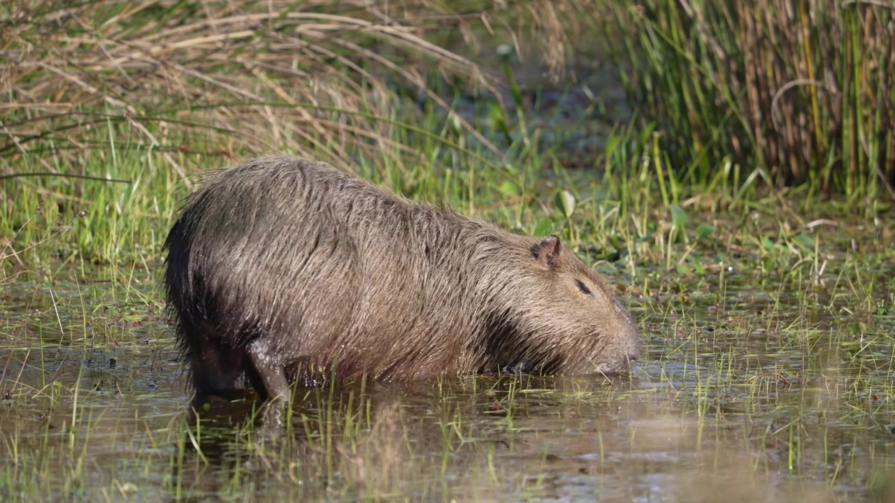 Kapivar vader gennem en lavvandet mose, græsser på vandplanter blandt høje siv i blødt dagslys, nyttigt til indhold om dyreliv eller sydamerikansk natur.