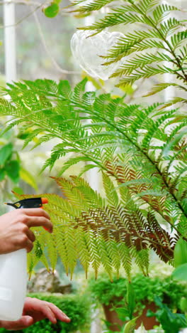 hombre rociando agua en las plantas