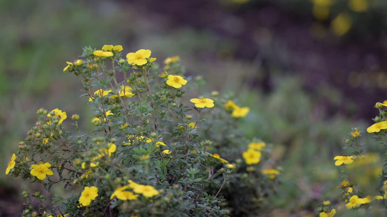 Wild yellow cinquefoil flowers in natural habitat
