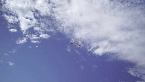 Seagull-Flying-In-The-Sky-From-Essaouira,-Morocco