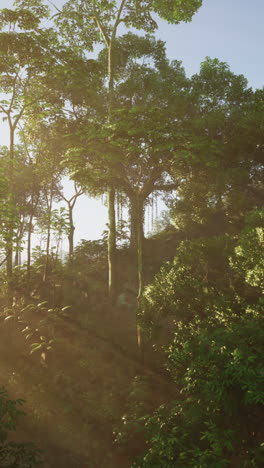 sun shining through dense jungle canopy