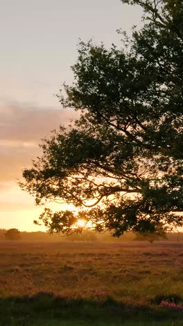 sunset over a heath