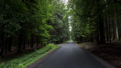 straight path cuts through the forest, surrounded by tall green trees. mysterious atmosphere, nature all around, a quiet walk into the unknown